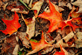 Illustration for article titled Shooting Challenge Fall Leaves Gallery 1